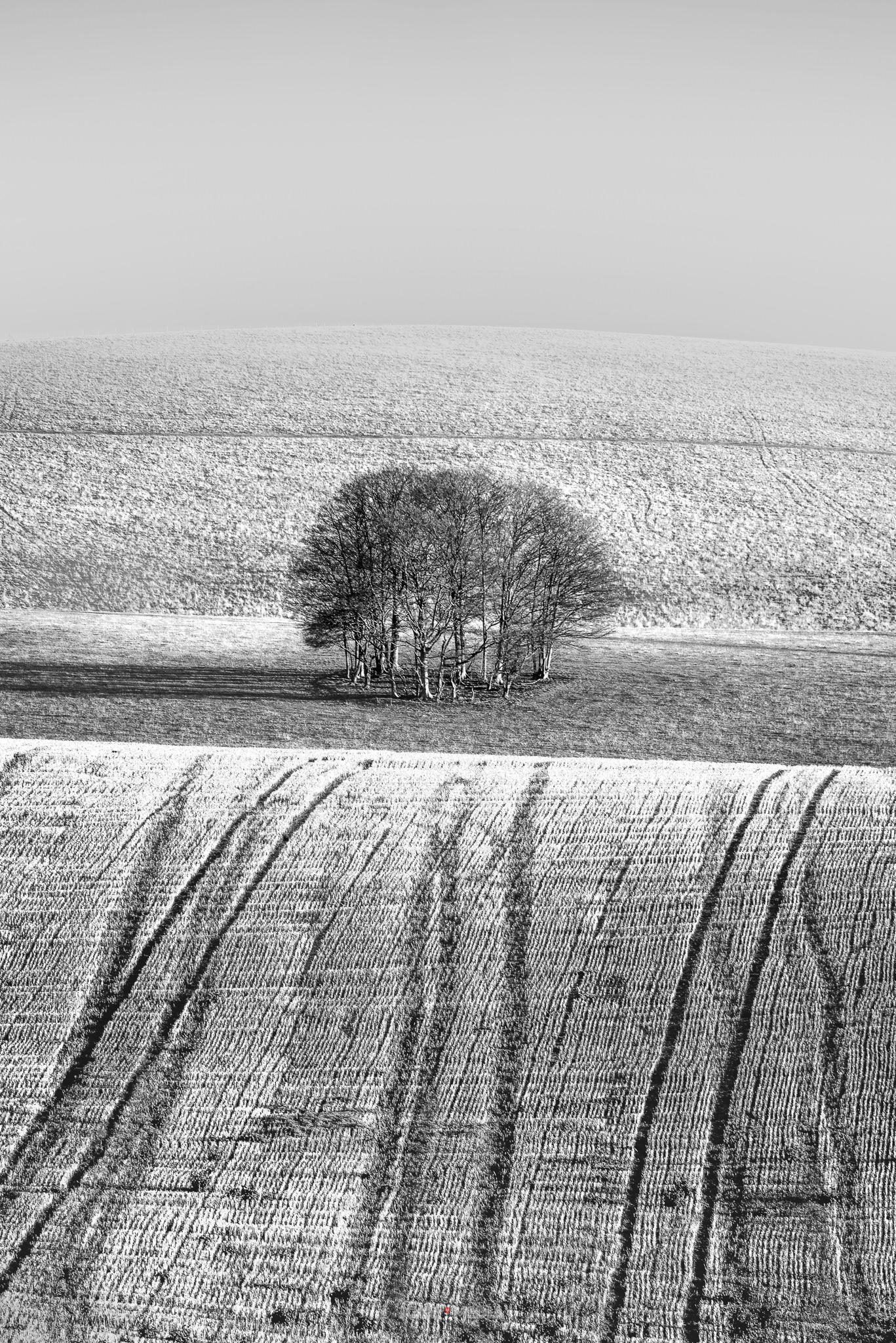 Solitary tree on the South Downs